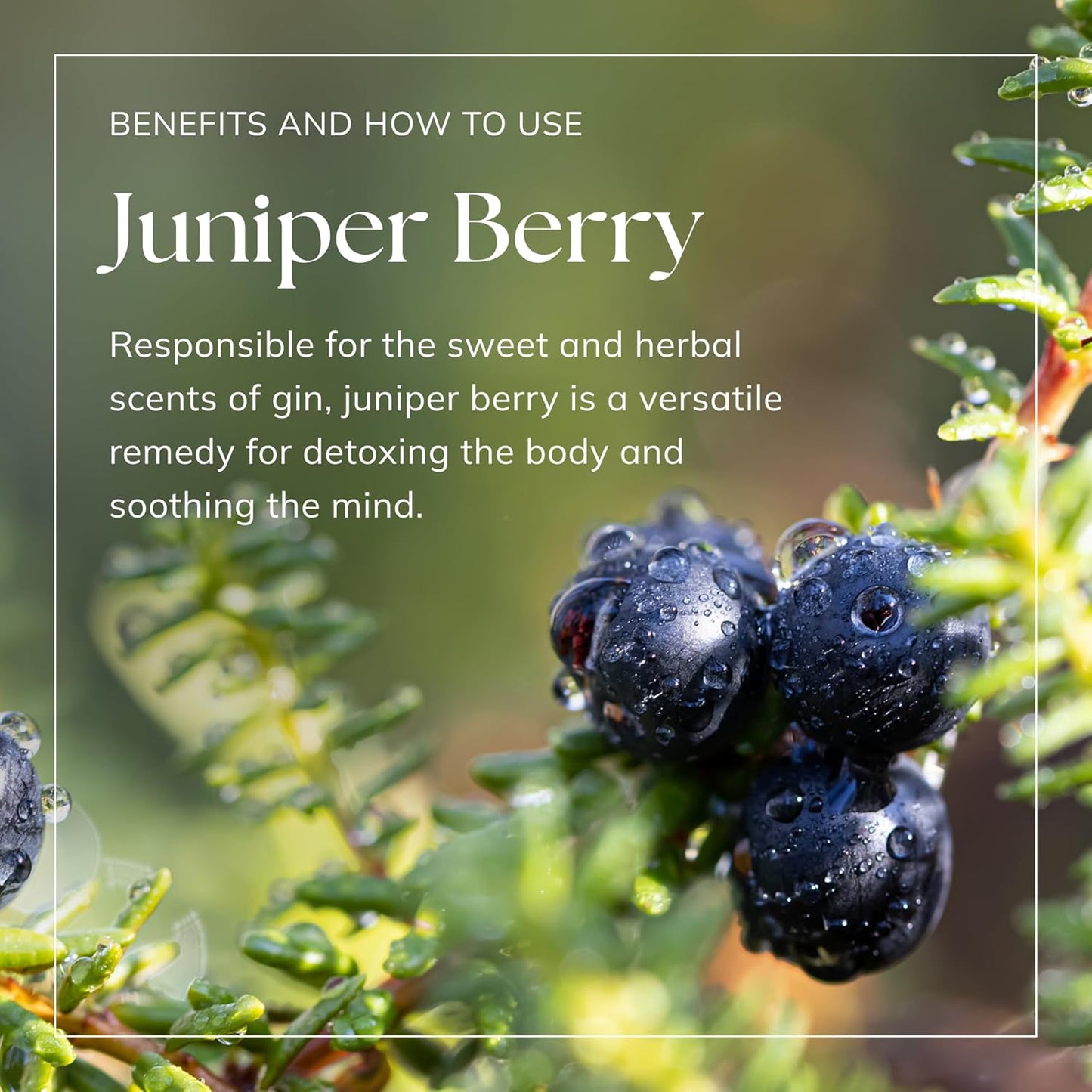 Juniper Berry Essential Oil - 20Ml (2 X 10Ml) | 100% Pure Natural Oils | Perfect for Aromatherapy, Diffusers, Humidifier, Bath | Great for Stress Relief, Improving Sleep | Vegan & UK Made